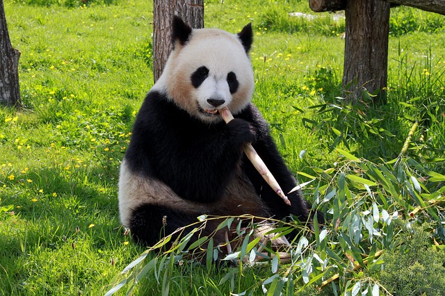 Big panda eating a stick_orythys-panda-206297_640_pixabay